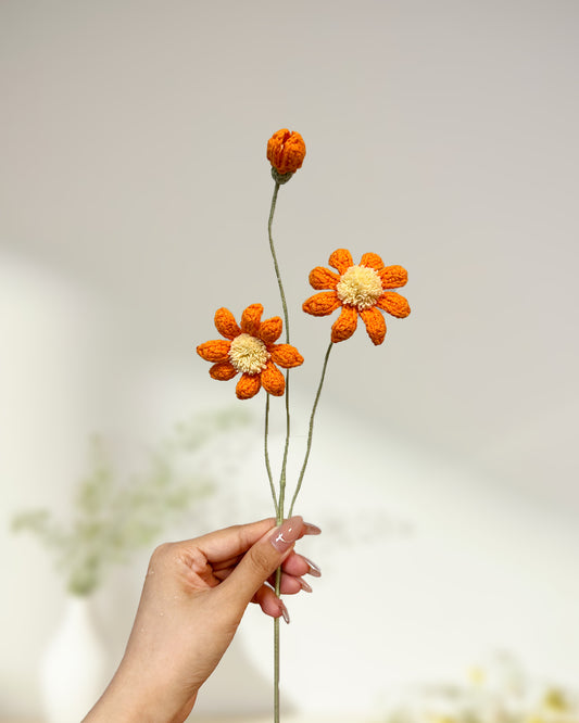 Osteospermum - One Branch